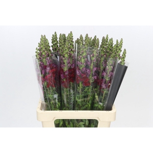 Antirrhinum Potomac Red