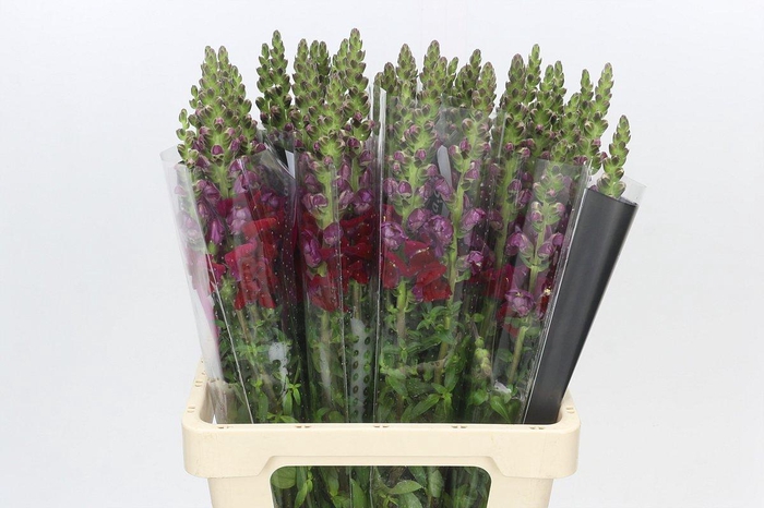 <h4>Antirrhinum Potomac Red</h4>