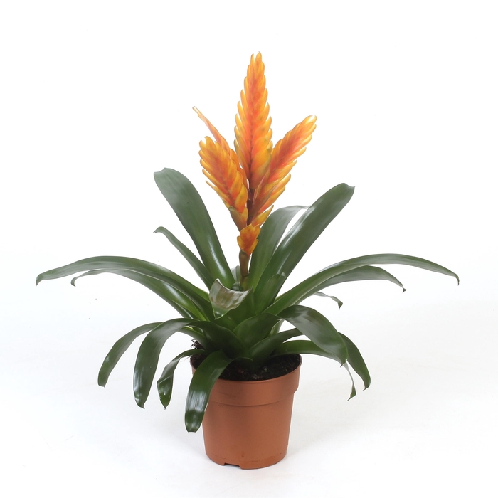 <h4>Vriesea Energy</h4>