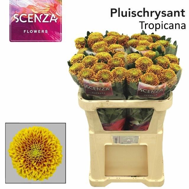 <h4>Chr G Tropicana</h4>