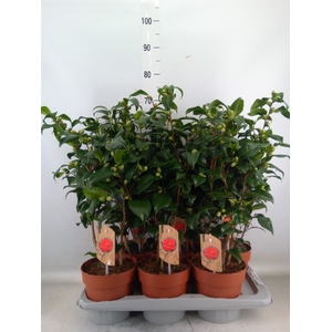 Camellia reticulata 'Mary Williams'