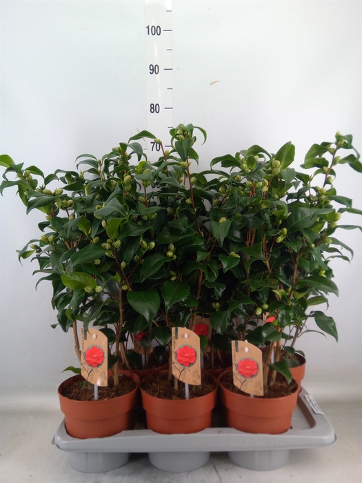 <h4>Camellia reticulata 'Mary Williams'</h4>