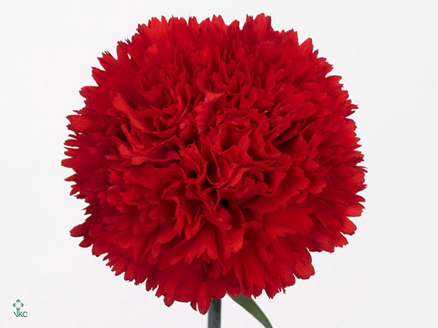 Di St Red