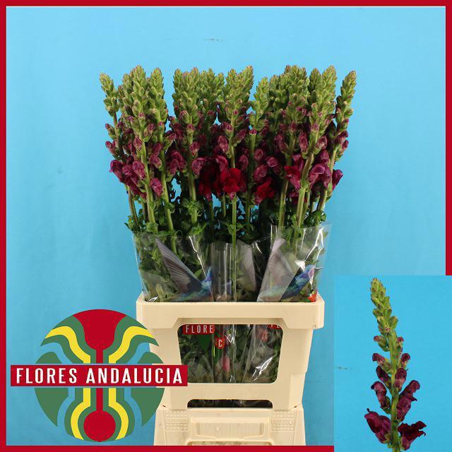 <h4>ANTIR POTO RED</h4>