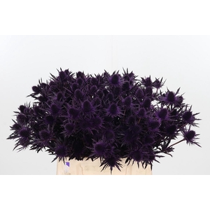 Eryn Orion Kl Bh Aubergine