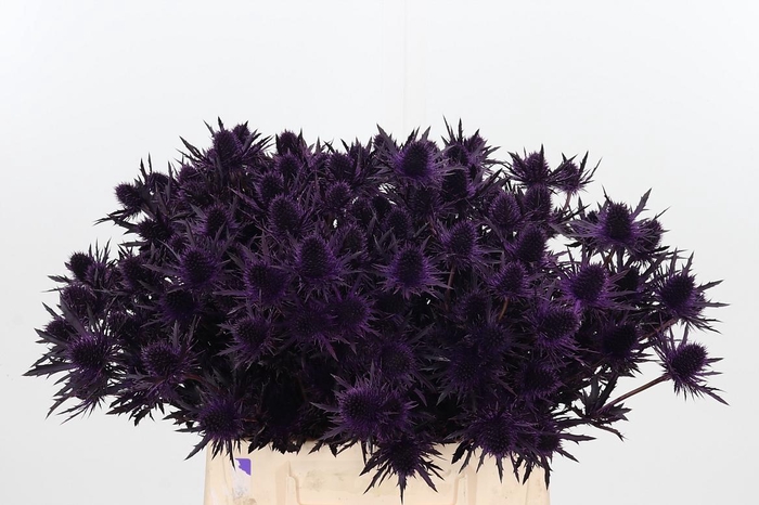 <h4>Eryn Orion Kl Bh Aubergine</h4>