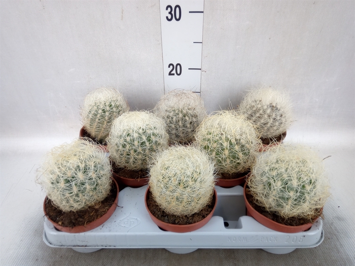 <h4>Cactus   ...</h4>