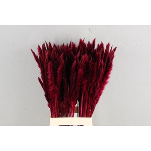 Df Pampas Silvy Bordeaux