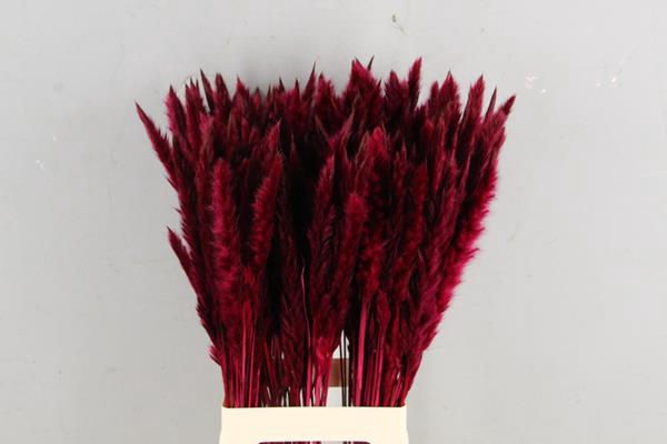 <h4>Df Pampas Silvy Bordeaux</h4>