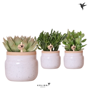 Kolibri Greens Succulenten mix in Vintage Bowl pot white