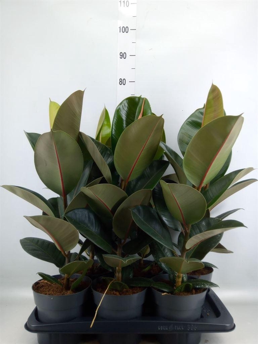 <h4>Ficus elastica 'Robusta'</h4>