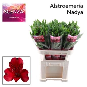 ALSTR NADYA Scenza