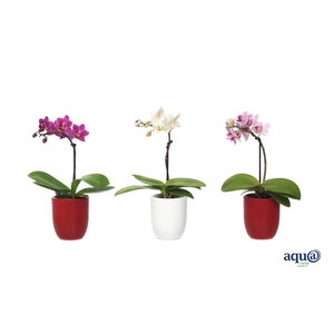 Hugo Red/White Tiny Dolls Mix 1T7+ Aqu@