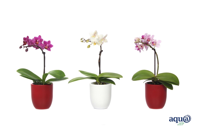 <h4>Hugo Red/White Tiny Dolls Mix 1T7+ Aqu@</h4>