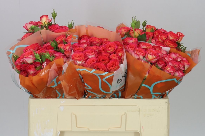 <h4>Rosa Tr Summer Dance</h4>