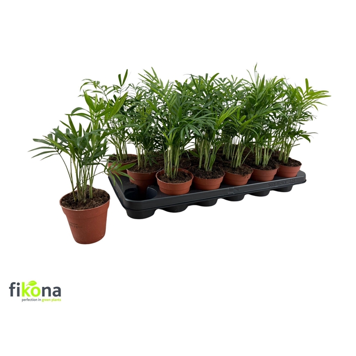 <h4>CHAMAED ELEGANS</h4>