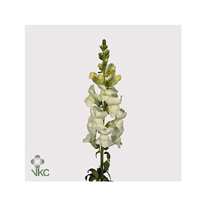 Antirrhinum Potomac White