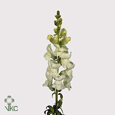 <h4>Antirrhinum Potomac White</h4>