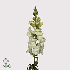 <h4>ANTIRRHINUM POTOMAC WHITE</h4>