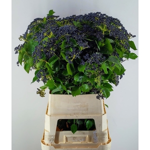 Viburnum Dark Blue Herman Reijnen