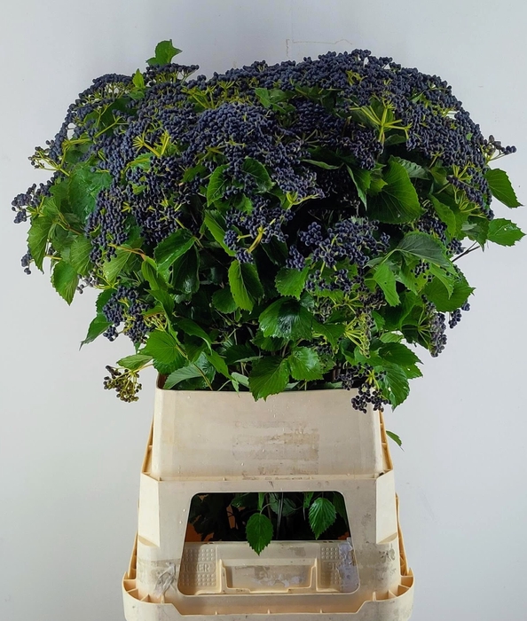 <h4>Viburnum Dark Blue Herman Reijnen</h4>