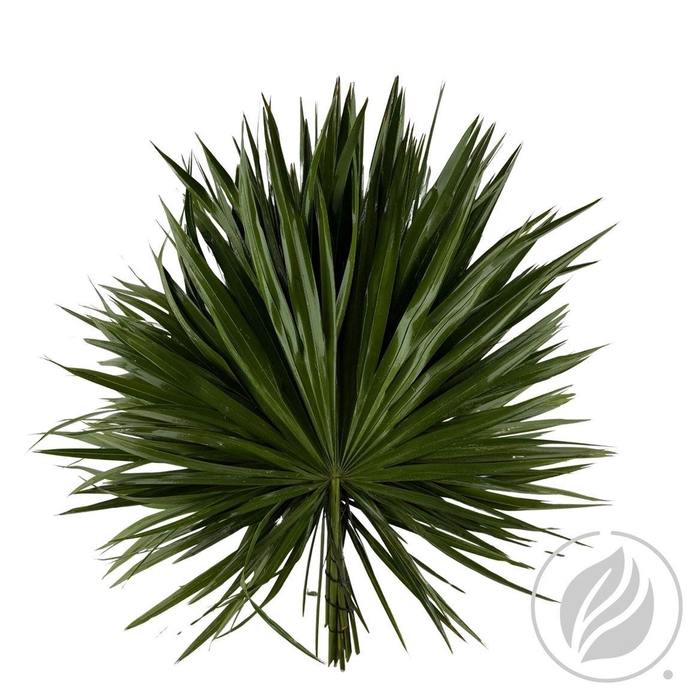 <h4>Palmetto X20</h4>