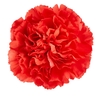 Dianthus St Tangelo