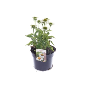 Echinacea purp. Sombrero Alba