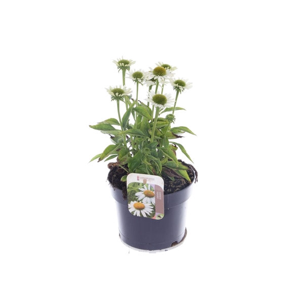 Echinacea purp. Sombrero Alba