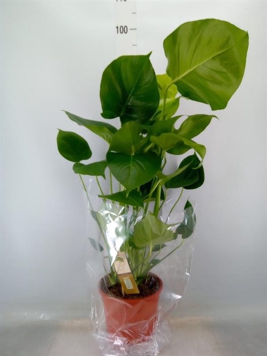 <h4>Monstera delic.</h4>