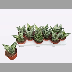 ALOE VARIEGATA