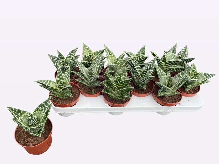 <h4>ALOE VARIEGATA</h4>