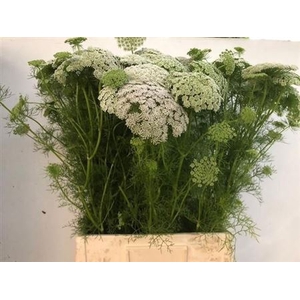 Ammi Vis Green Mist