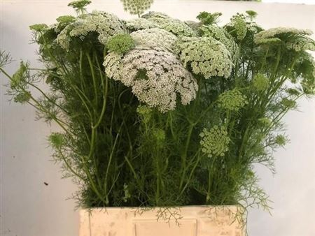 <h4>Ammi Vis Green Mist</h4>