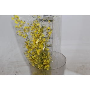 ONCIDIUM CHUVA DE OURO CORTE