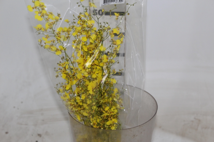 <h4>ONCIDIUM CHUVA DE OURO CORTE</h4>