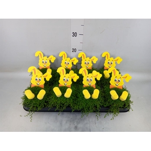 Soleirolia soleirolii   ...green