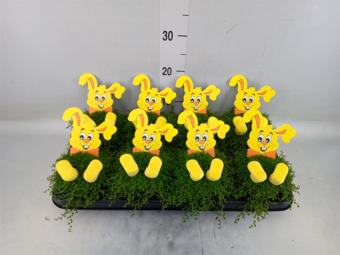 <h4>Soleirolia soleirolii ...green</h4>