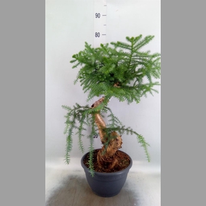 Araucaria   ...