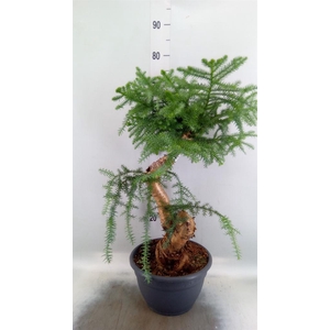 Araucaria   ...