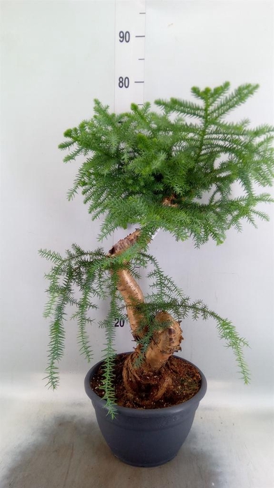 <h4>Araucaria   ...</h4>