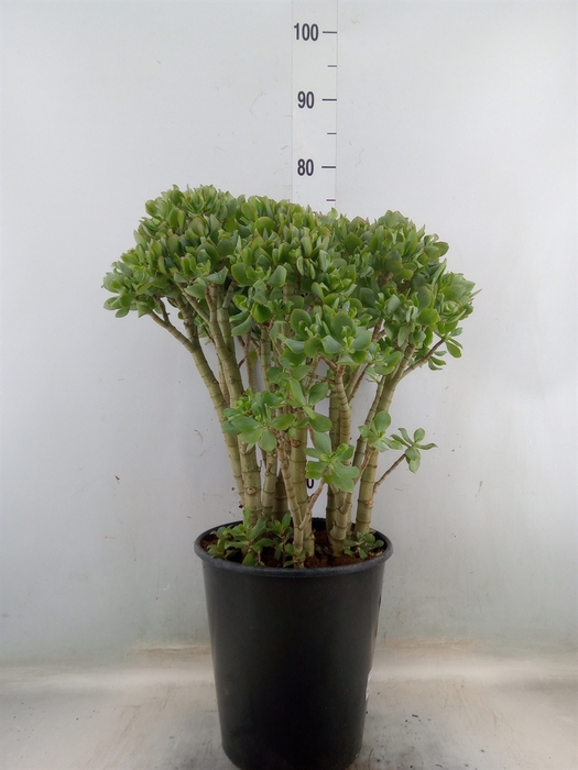 <h4>Crassula arborescens</h4>