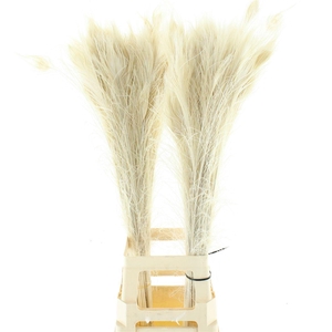 Pauwenveren Bleached White