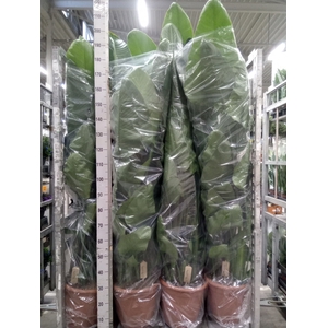 Strelitzia nicolai