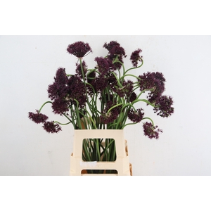 ALLIUM ATROPURPUREUM ARTISTIC