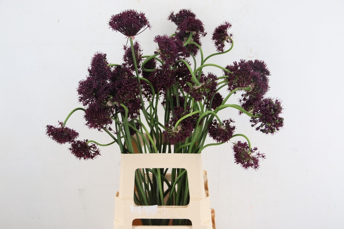 <h4>ALLIUM ATROPURPUREUM ARTISTIC</h4>