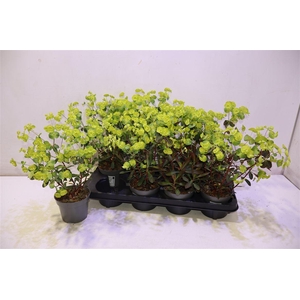 arr8 Euph Am Purpurea