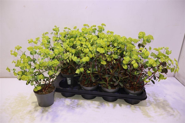 <h4>Euph Am Purpurea</h4>