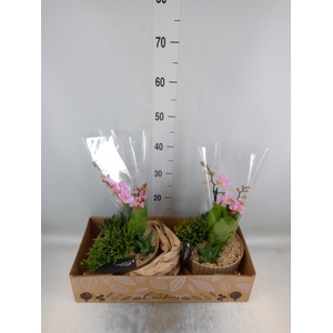 Arr.  Phalaenopsis  H%