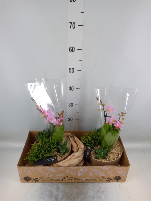 <h4>Arr. Phalaenopsis H%</h4>